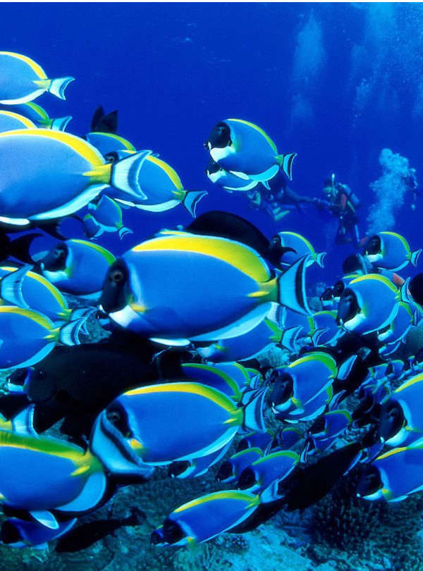 Scuba Diving - Coiba Island - Hannibal Lodge Panama Tours Activities